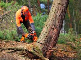 Best Tree Preservation Services  in De Leon Springs, FL