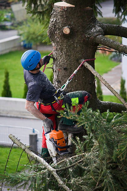 Best Palm Tree Trimming  in De Leon Springs, FL