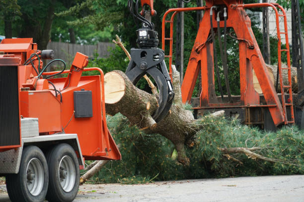 Best Tree Removal  in De Leon Springs, FL