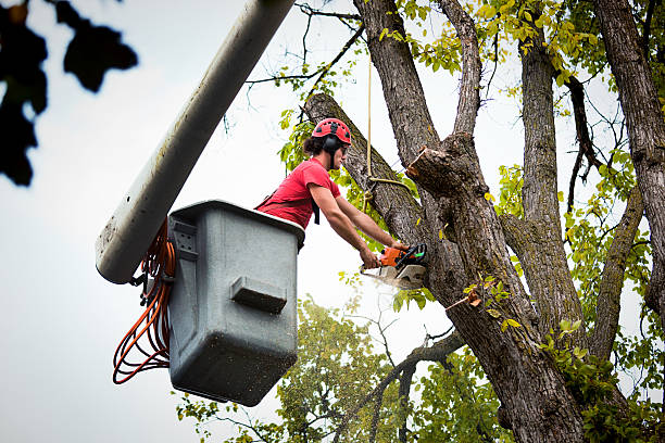 Best Tree Trimming and Pruning  in De Leon Springs, FL